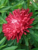 ASTER CARPET BALL RED,   BEDDING PLANT