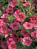 CALIBRACHOA MILLION BELLS CHERRY,  BEDDING PLANT