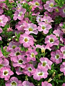 CALIBRACHOA MILLION BELLS PINK MOON,  BEDDING PLANT