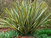 PHORMIUM VARIEGATUM