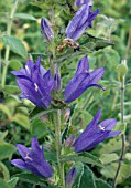 CAMPANULA GLOMERATA,  CLUSTERED BELLFLOWER,  NATIVE PERENNIAL