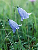 CAMPANULA ROTUNDIFOLIA,  HAREBELL,  NATIVE PERENNIAL