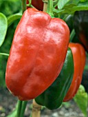 CAPSICUM,  SWEET PEPPER SURAN