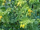 CERINTHE MINOR AUREA BOUQUET GOLD