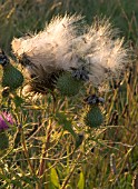 CIRSIUM VULGARE,  SPEAR THISTLE IN THE SUNSET