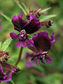 CUPHEA SILENOIDES,  HALF HARDY ANNUAL