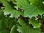 OTIORRHYNCHUS SULCATUS,  VINE WEEVIL DAMAGE ON BERGENIA