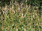 PERSICARIA AMPLEXICAULIS ALBA