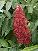 RHUS TYPHINA,  STAGS HORN SUMACH,  AUGUST