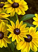 RUDBECKIA TOTO