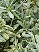 PITTOSPORUM TOBIRA VARIEGATUM