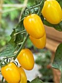 TOMATO BUTTER GARDEN YELLOW