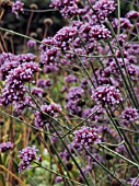 VERBENA BONARIENSIS