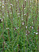 VERBENA OFFICINALIS,  VERVAIN