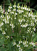 VERONICA HASTATA ALBA,  HARDY PERENNIAL