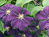 CLEMATIS ETOILE VIOLETTE