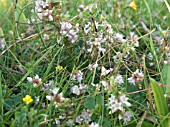 CUSCUTA EPITHYMUM,  COMMON DODDER,  NATIVE ANNUAL PARASITE