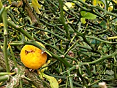 PONCIRUS TRIFOLIATA (JAPANESE BITTER ORANGE)