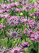 OSTEOSPERMUM ELENA,  TENDER BEDDING PLANT