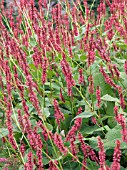 PERSICARIA AMPLEXICAULIS ATROSANGUINEA