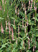 PERSICARIA AMPLEXICAULIS