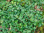 PRUNELLA VULGARIS (SELF HEAL)