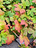 RIBES GLANDULOSUM,  DECIDUOUS GROUND COVER SHRUB