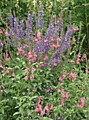 SALVIA HERBACEOUS BORDER MIX