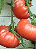 TOMATO BRANDYWINE SUDDATHS STRAIN, (BEEFSTEAK TYPE)