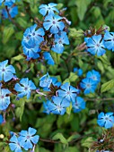 CERATOSTIGMA WILLMOTTIANUM