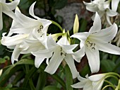 CRINUM X POWELLII ALBUM