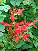 SALVIA FULGENS (CARDINALIS)