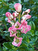 ESCALLONIA APPLE BLOSSOM