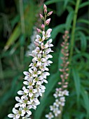 FRANCOA SONCHIFOLIA