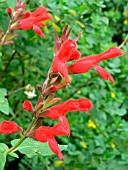 SALVIA FULGENS (CARDINALIS)