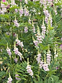 GALEGA OFFICINALIS,  GOATS RUE