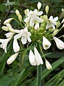 AGAPANTHUS CAMPANULATUS ALBIDA