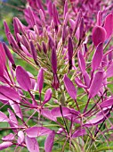 CLEOME PURPLE QUEEN