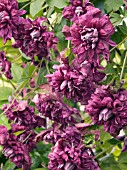 CLEMATIS VITICELLA PURPUREA PLENA ELEGANS