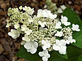 HYDRANGEA PANICULATA TARDIVA