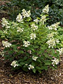 HYDRANGEA PANICULATA TARDIVA