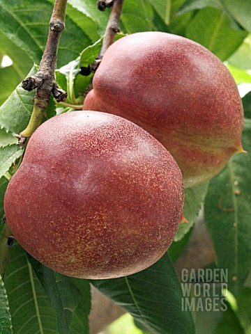 NECTARINE_PINEAPPLE__GREENHOUSE_GROWN