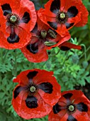 PAPAVER COMMUTATUM LADYBIRD