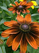 RUDBECKIA AUTUMN COLOURS