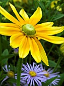 RUDBECKIA PRAIRIE SUN