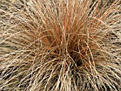 CAREX DANCING FLAME