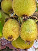 ACTINIDIA CHINENSIS,  CHINESE GOOSEBERRY,  KIWI FRUIT