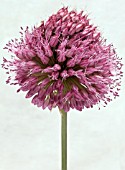 ALLIUM SPHAEROCEPHALON