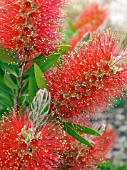 CALLISTEMON CITRINUS,  BOTTLEBRUSH