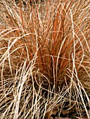 CAREX DANCING FLAME